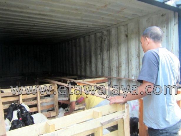 proyek-pengadaan-kambing-etawa-gorontalo-kontainer proyek-pengadaan-kambing-etawa-gorontalo-kontainer