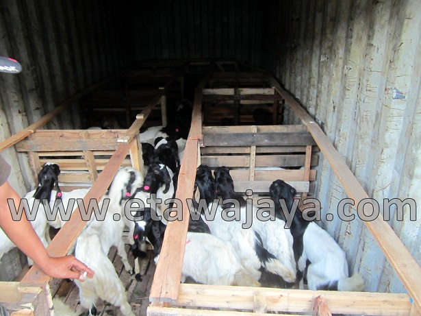 proyek-pengadaan-kambing-etawa-gorontalo-kontainer proyek-pengadaan-kambing-etawa-gorontalo-kontainer