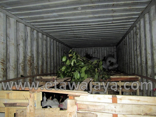 proyek-pengadaan-kambing-etawa-gorontalo-kontainer proyek-pengadaan-kambing-etawa-gorontalo-kontainer