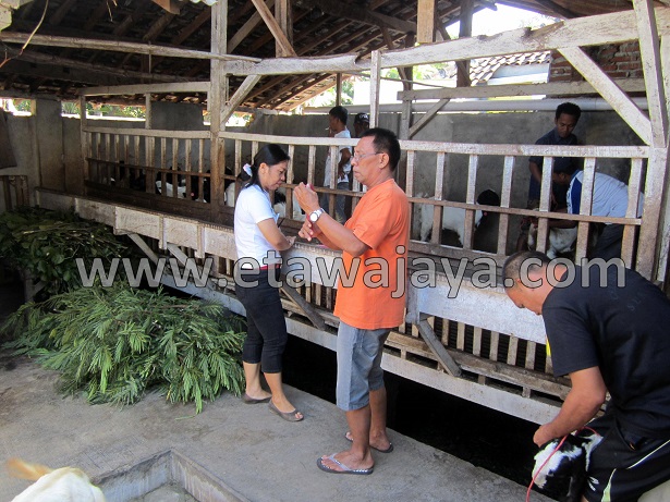 proyek-pengadaan-kambing-etawa-gorontalo-kontainer proyek-pengadaan-kambing-etawa-gorontalo-kontainer