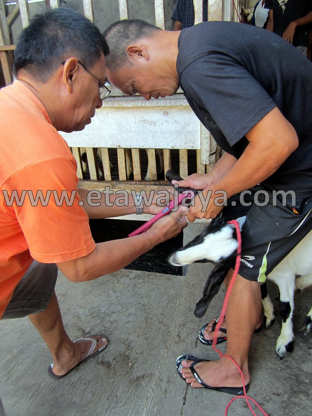 proyek-pengadaan-kambing-etawa-gorontalo-kontainer proyek-pengadaan-kambing-etawa-gorontalo-kontainer