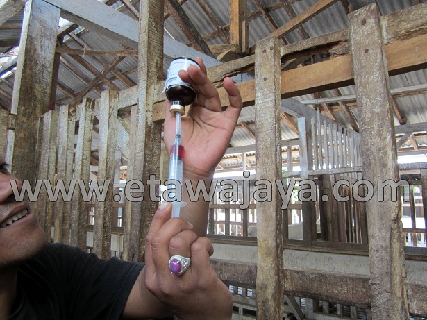 proyek-pengadaan-kambing-etawa-gorontalo-kontainer proyek-pengadaan-kambing-etawa-gorontalo-kontainer
