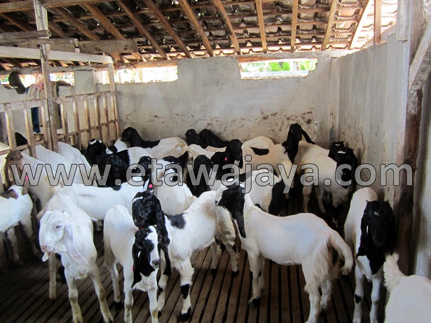 proyek-pengadaan-kambing-etawa-gorontalo-kontainer proyek-pengadaan-kambing-etawa-gorontalo-kontainer