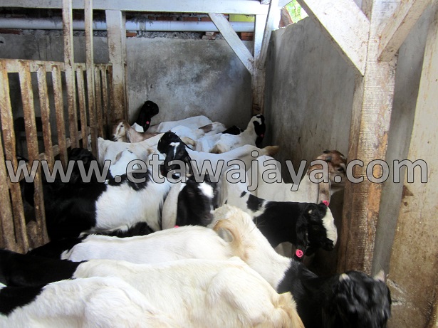 proyek-pengadaan-kambing-etawa-gorontalo-kontainer proyek-pengadaan-kambing-etawa-gorontalo-kontainer