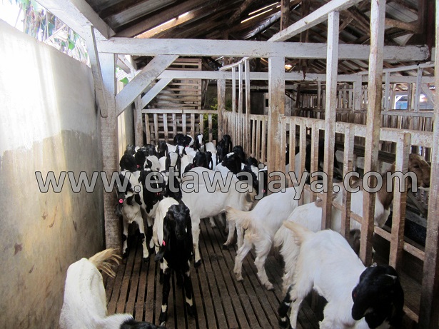 proyek-pengadaan-kambing-etawa-gorontalo-kontainer proyek-pengadaan-kambing-etawa-gorontalo-kontainer