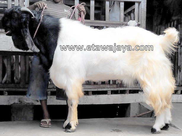 kambing-etawa-kaligesing-super-singo-menggolo