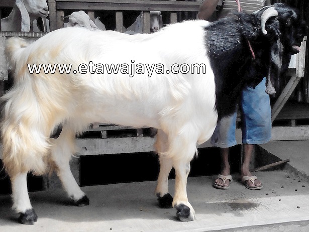 kambing-etawa-kaligesing-super-singo-menggolo