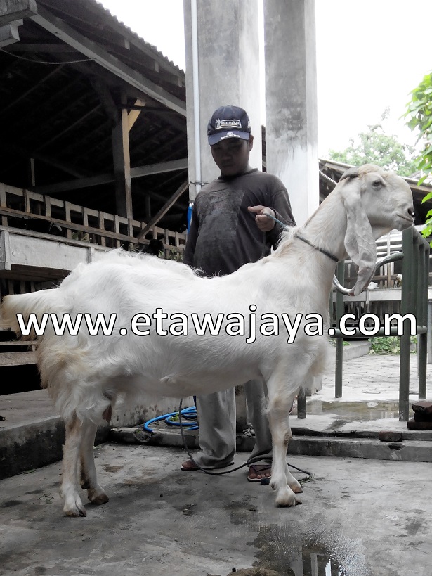 kambing-etawa-super-100kg-syahrini