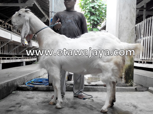 kambing-etawa-super-100kg-syahrini