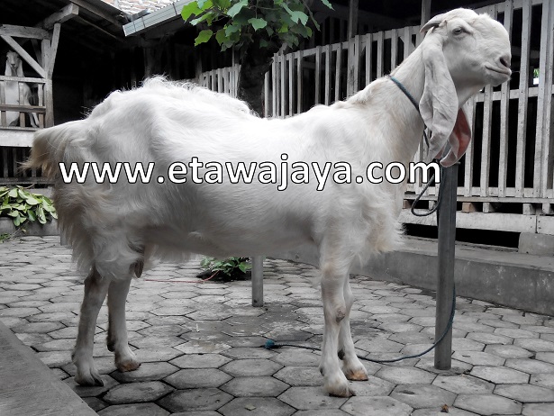 kambing-etawa-super-100kg-syahrini