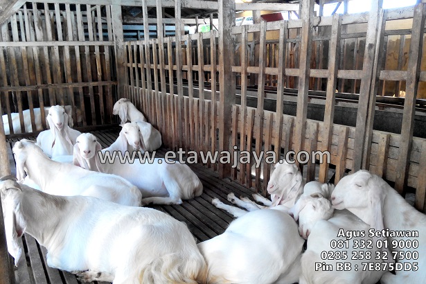 pengiriman-kambing-etawa-jawa-barat-bekasi pengiriman-kambing-etawa-jawa-barat-bekasi