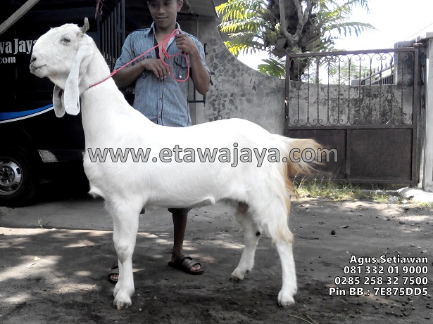 pengiriman-kambing-etawa-jawa-barat-bekasi pengiriman-kambing-etawa-jawa-barat-bekasi
