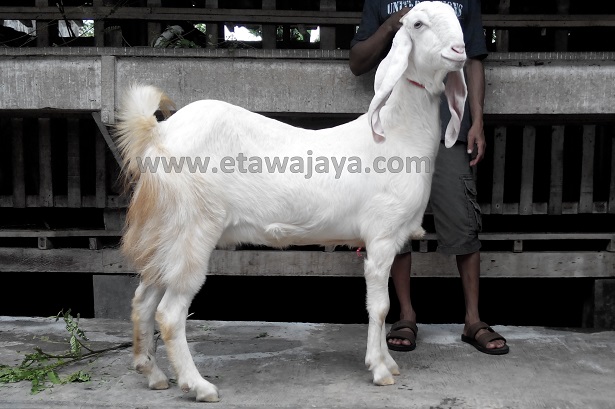 pengiriman-kambing-etawa-jawa-barat-bekasi pengiriman-kambing-etawa-jawa-barat-bekasi