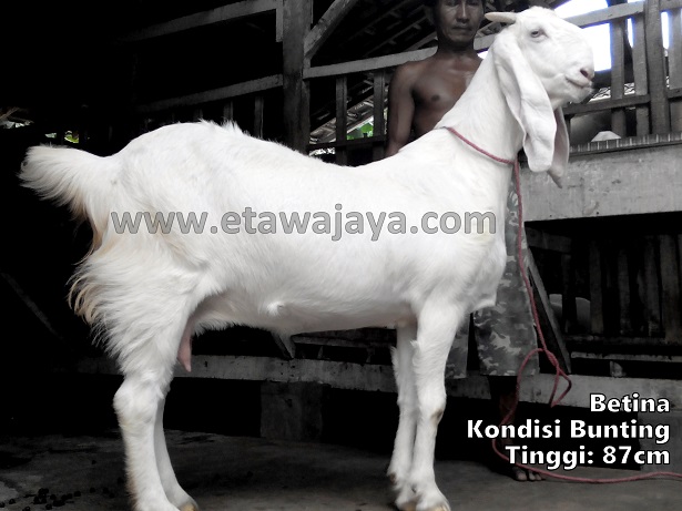 pengiriman-kambing-etawa-jawa-barat-bekasi pengiriman-kambing-etawa-jawa-barat-bekasi