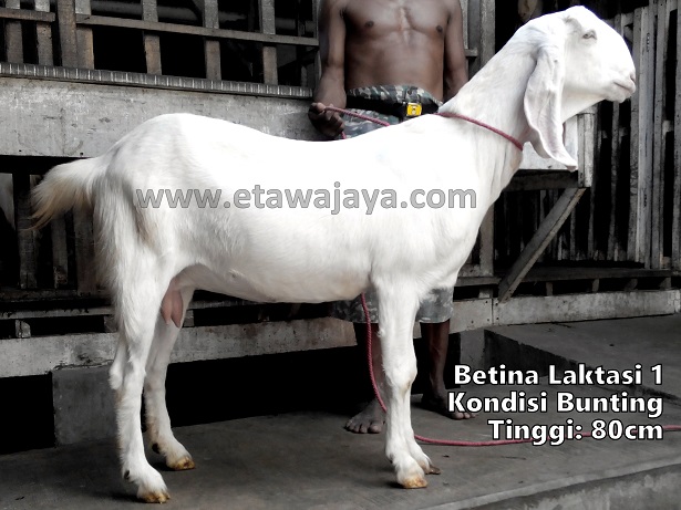 pengiriman-kambing-etawa-jawa-barat-bekasi pengiriman-kambing-etawa-jawa-barat-bekasi