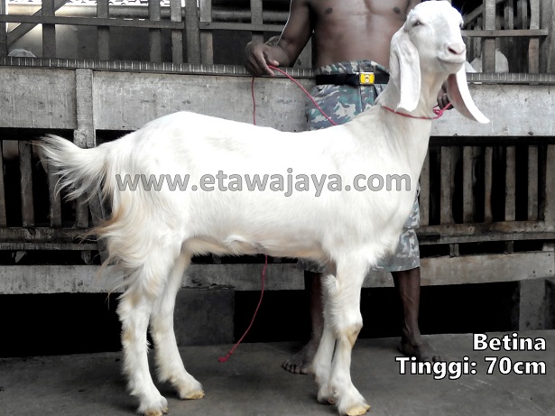 pengiriman-kambing-etawa-jawa-barat-bekasi pengiriman-kambing-etawa-jawa-barat-bekasi