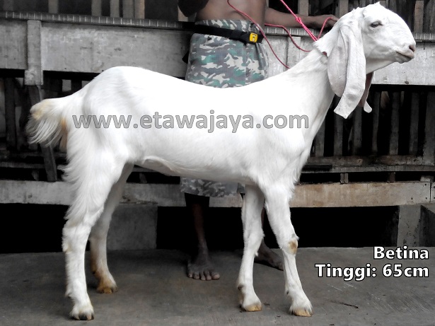 pengiriman-kambing-etawa-jawa-barat-bekasi pengiriman-kambing-etawa-jawa-barat-bekasi