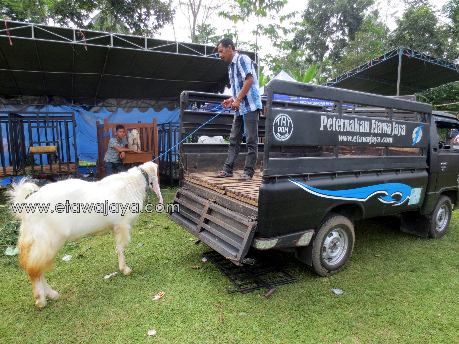 kambing etawa jaya terberat di kontes senduro 2016 6