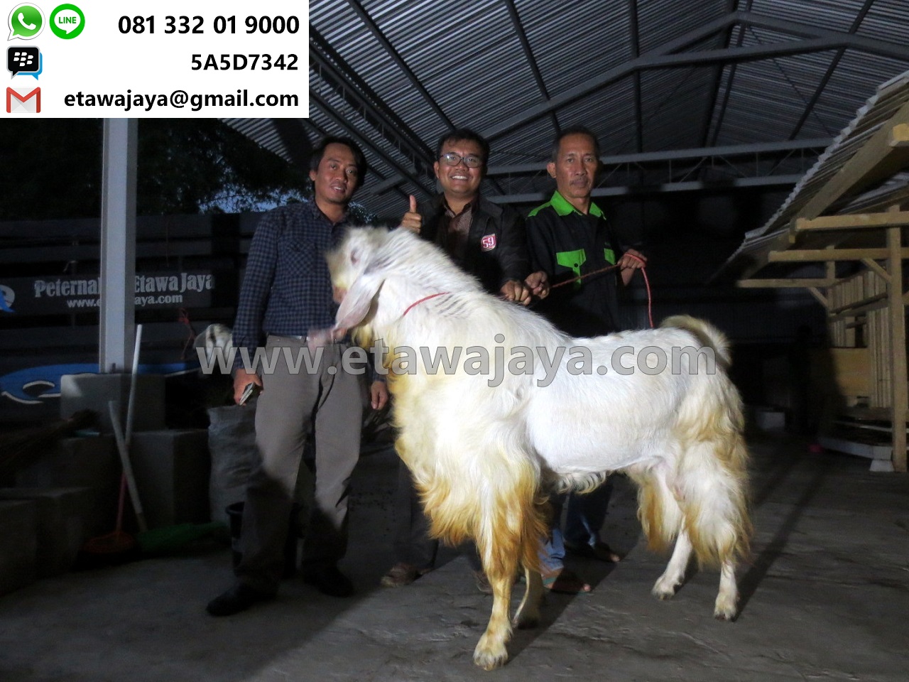 kambing etawa super gudang garam