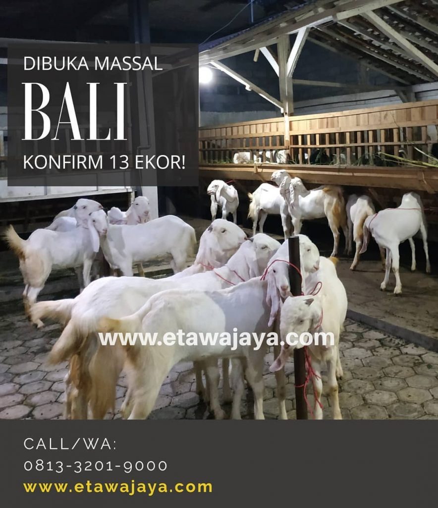 pengiriman kambing etawa bali